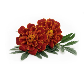Tagetes terisk Olie
