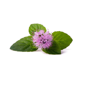 Citronmynte terisk Olie