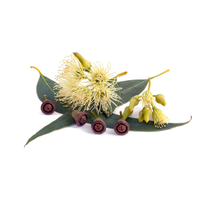Eucalyptus Globulus terisk Olie KO