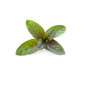 Pebermynte terisk Olie KO