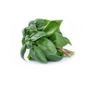 Basilikum Sd terisk Olie