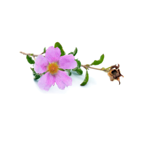 Cistus terisk Olie KO