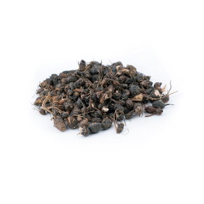 Cypriol terisk Olie KO