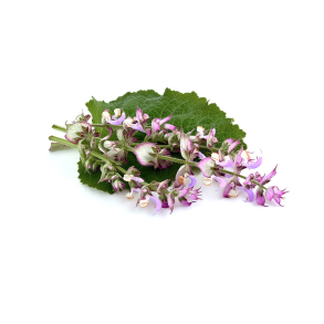 Muskatelsalvie terisk Olie KO