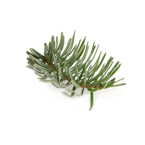 Gran del Sibirica terisk Olie