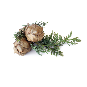 Cypres Sempervirens terisk Olie KO