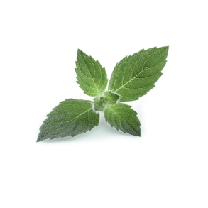 Agermynte terisk Olie KO