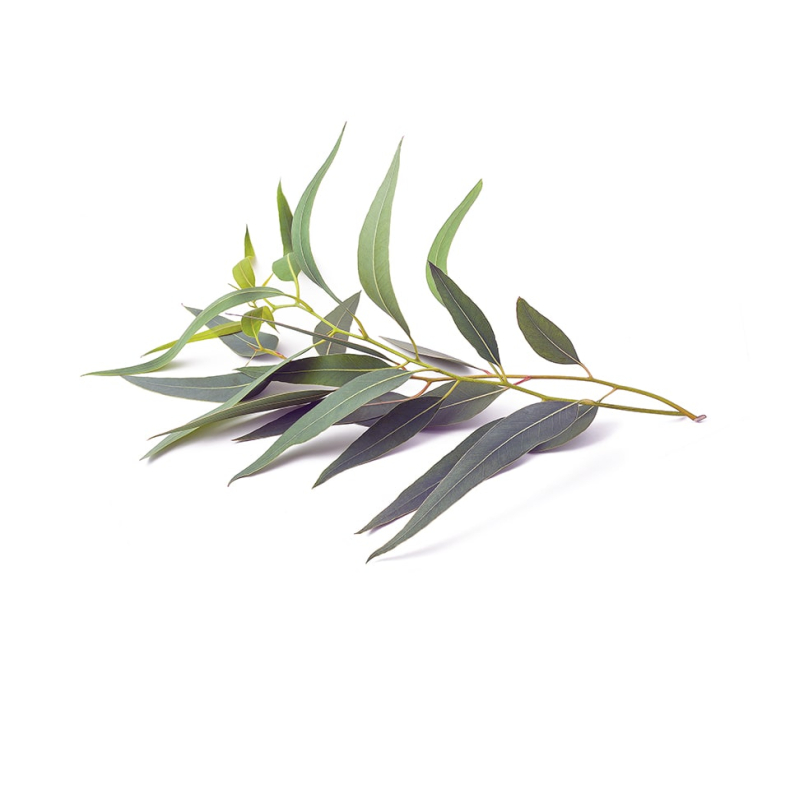 Citroneucalyptus terisk Olie