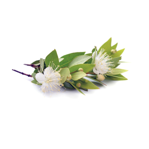 Myrte terisk Olie KO