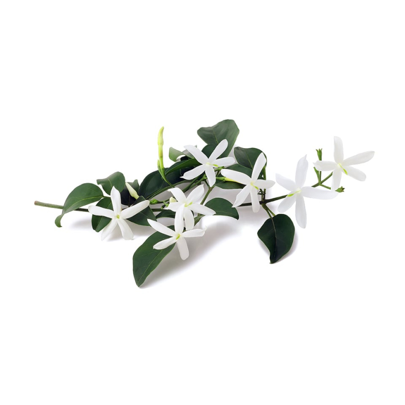 Jasmin Grandiflorum