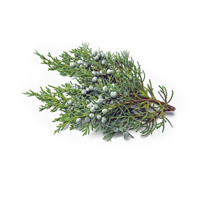 Cedertr Texas terisk Olie