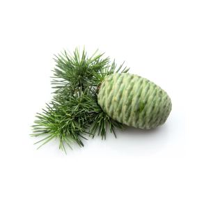 Cedertr Atlas terisk Olie KO