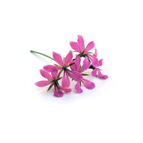 Geranium Rose terisk Olie