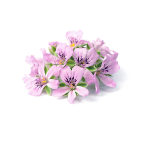 Geranium Egypten terisk Olie KO