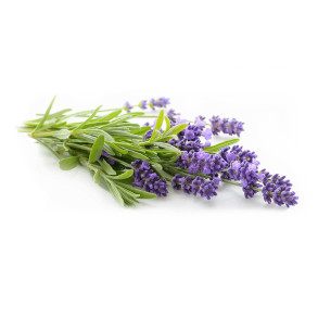 Lavendel Fine terisk Olie KO