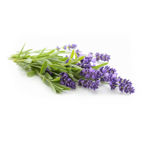 Lavendel Absolut
