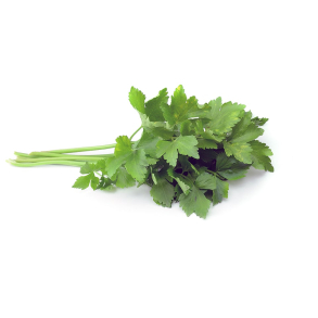 Koriander terisk Olie