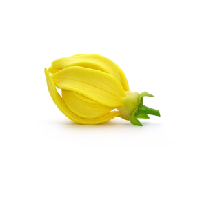 Ylang-ylang Complete terisk Olie KO