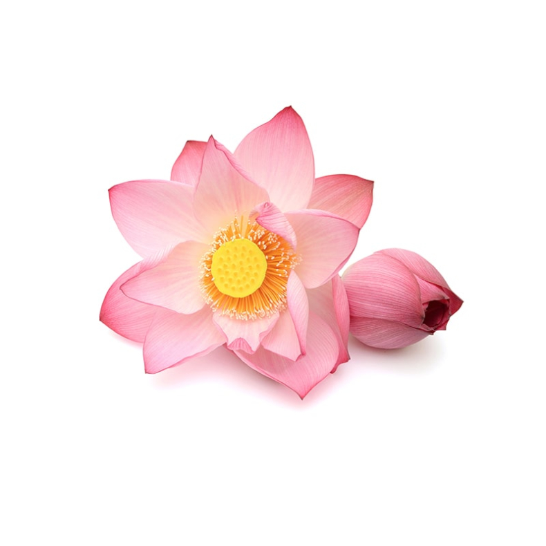 Lotus Pink Absolut