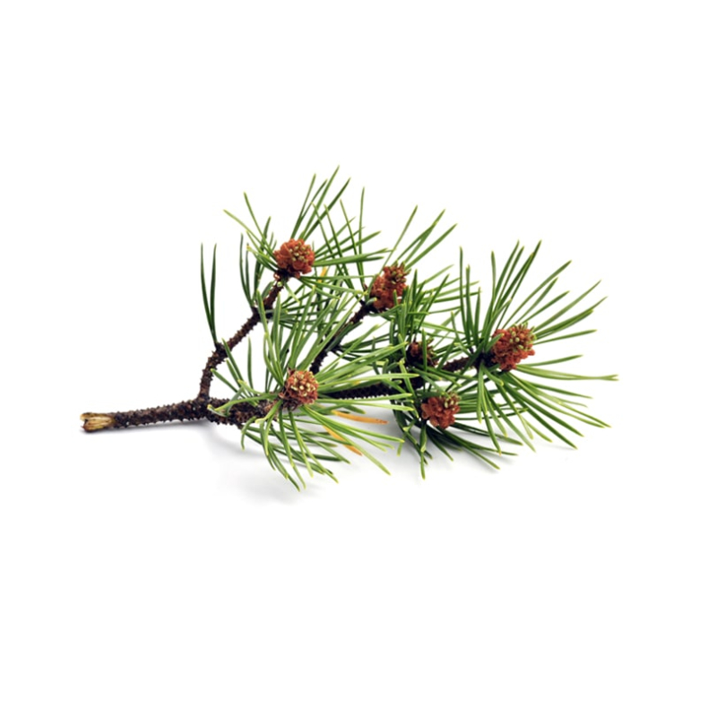 Fyrrenl Scots Pine terisk Olie KO