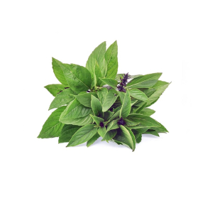 Basilikum Thai terisk Olie KO