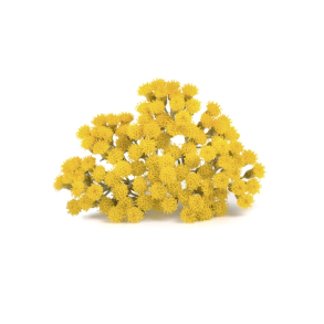 Immortelle terisk Olie