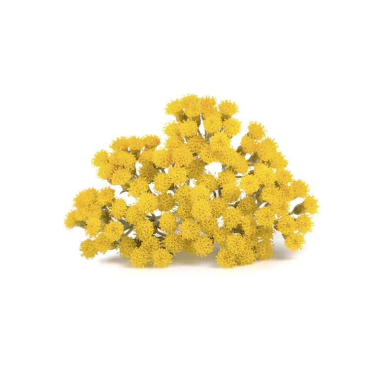 Immortelle terisk Olie