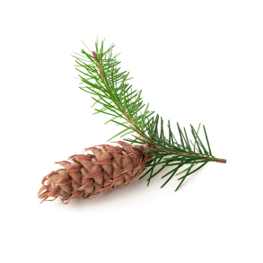 Gran Douglas terisk Olie KO