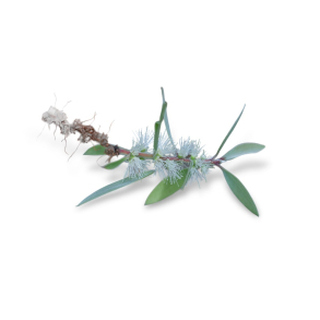 Cajeput terisk Olie KO