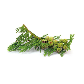 Cedar Port Orford terisk Olie