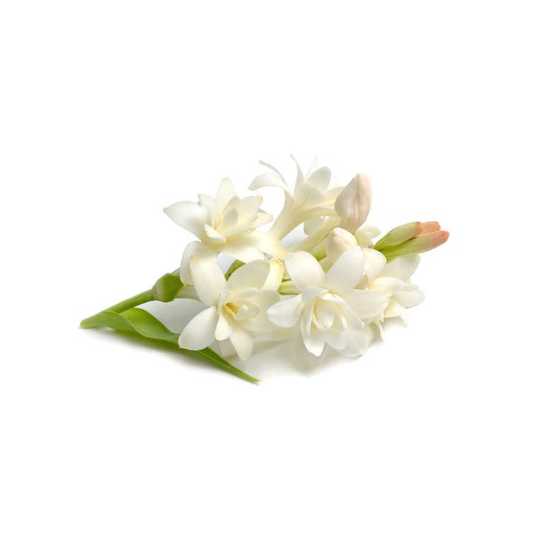 Tuberose Absolut