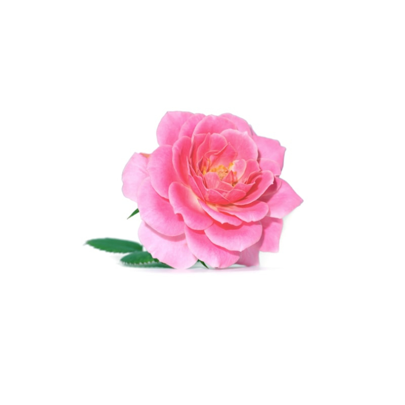 Rose Damask Otto terisk Olie