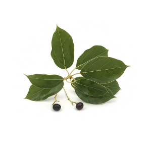 Ravintsara terisk Olie KO