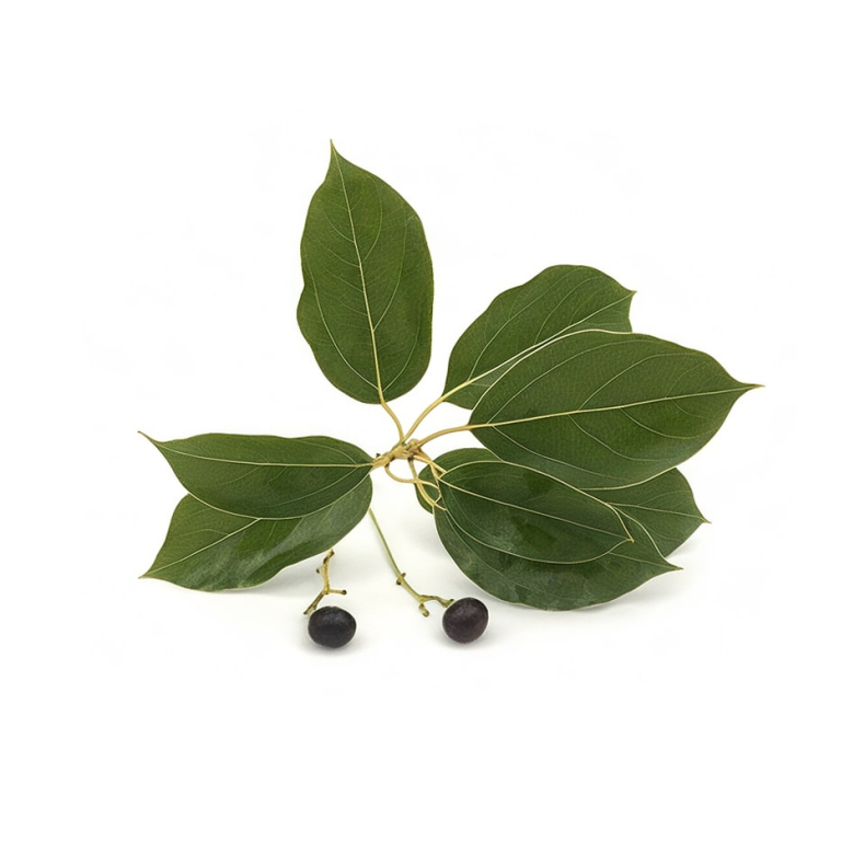 Ravintsara terisk Olie KO