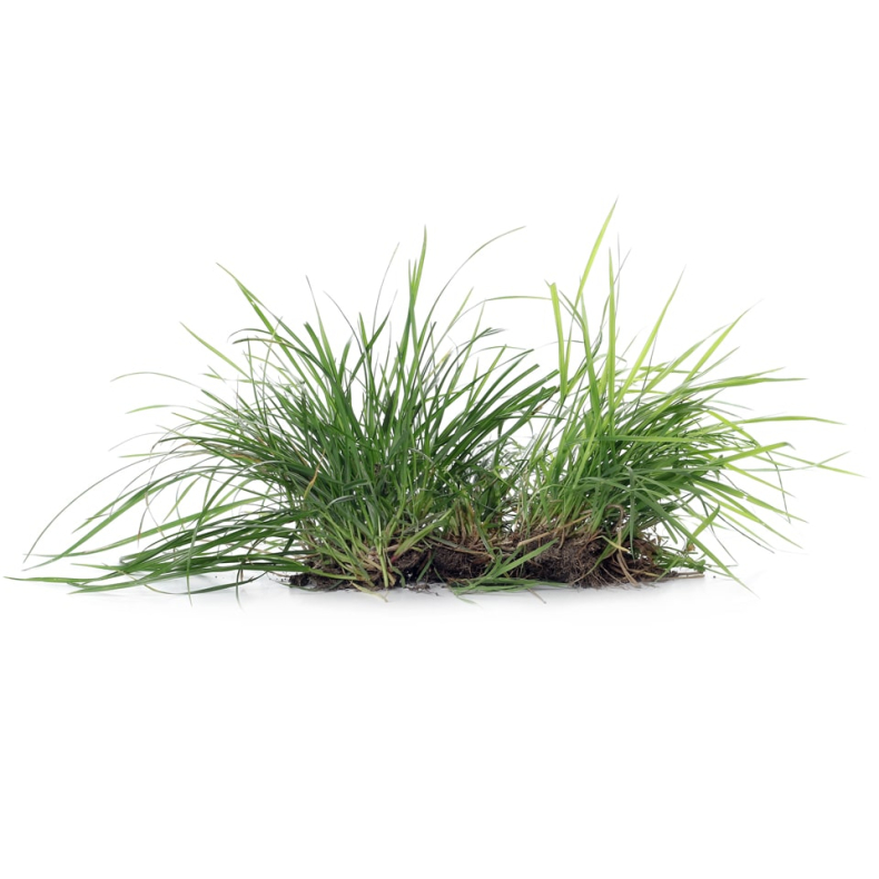 cis-3-Hexenol Natural Isolate