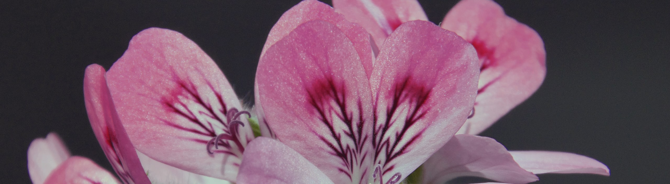 Ny Geranium Rose