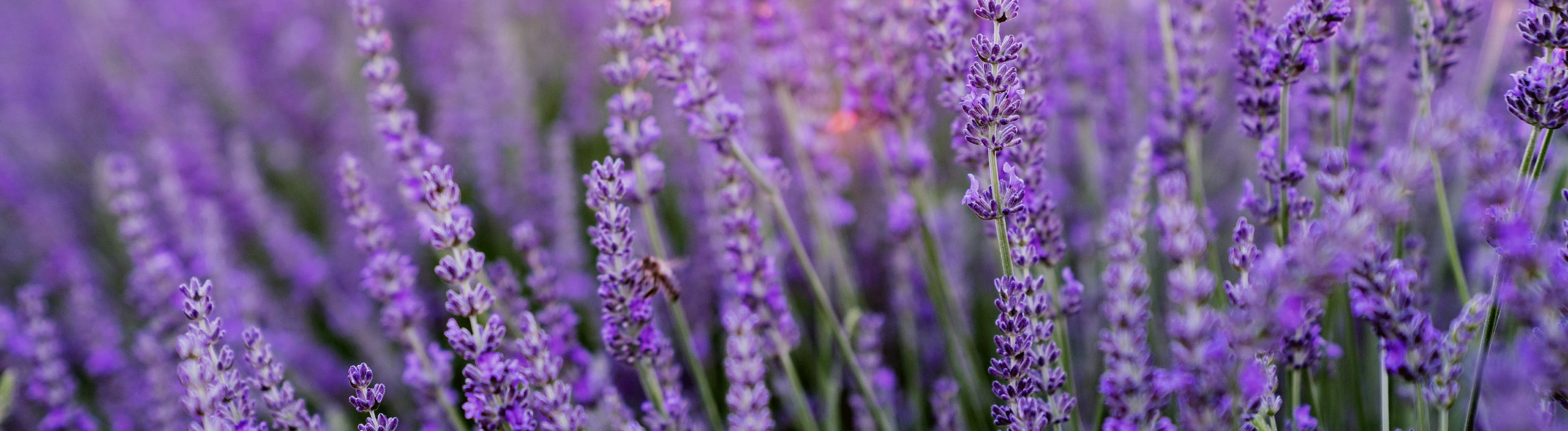 Økologisk Lavendel